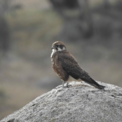 Falco berigora (Brown Falcon) at Namadgi National Park - 8 May 2021 by KMcCue