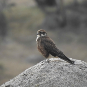 Falco berigora at Rendezvous Creek, ACT - 8 May 2021 03:22 PM