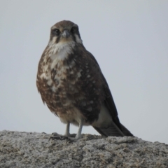 Falco berigora at Rendezvous Creek, ACT - 8 May 2021 03:22 PM