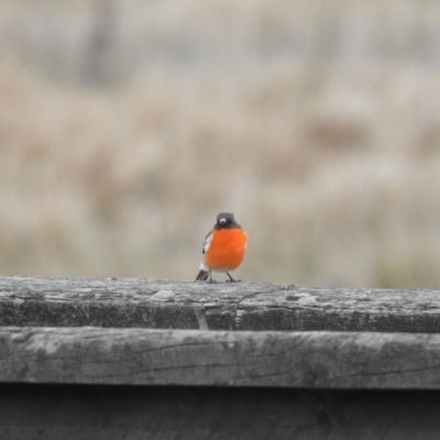 Petroica phoenicea (Flame Robin) at Rendezvous Creek, ACT - 8 May 2021 by KMcCue