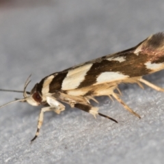 Macrobathra desmotoma ( A Cosmet moth) at Melba, ACT - 26 Dec 2020 by Bron