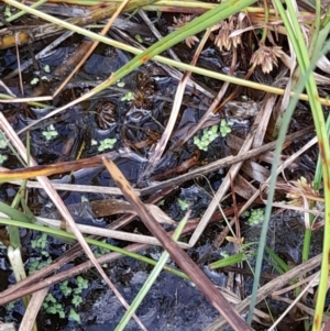 Lemna disperma at Holder, ACT - 11 Apr 2021 10:30 AM