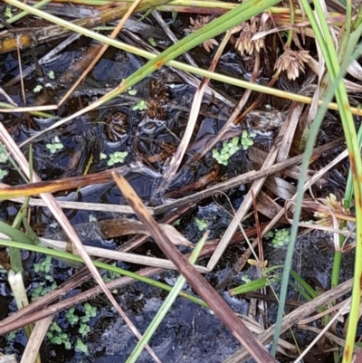 Lemna disperma (Common Duck-weed) at Holder Wetlands - 11 Apr 2021 by TomMarsden