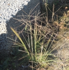 Chloris truncata (Windmill Grass) at Monash, ACT - 4 Mar 2021 by MichaelBedingfield