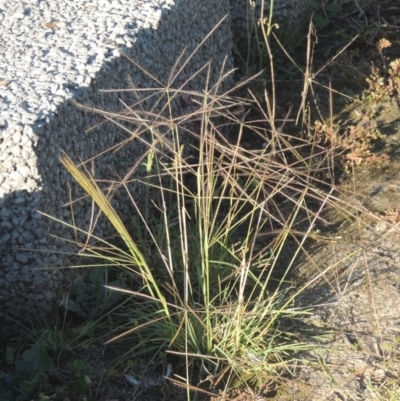 Chloris truncata (Windmill Grass) at Monash, ACT - 4 Mar 2021 by michaelb