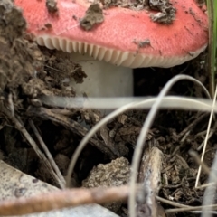 Russula sp. (genus) (Russula) at Nanima, NSW - 9 May 2021 by 81mv