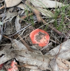 Russula sp. (genus) at Nanima, NSW - 9 May 2021