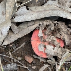 Russula sp. (genus) at Nanima, NSW - 9 May 2021