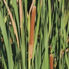 Typha domingensis (Bullrush) at Isabella Pond - 4 Mar 2021 by michaelb