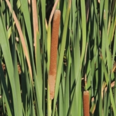 Typha domingensis (Bullrush) at Monash, ACT - 4 Mar 2021 by MichaelBedingfield