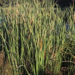 Typha domingensis at Monash, ACT - 4 Mar 2021