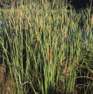 Typha domingensis at Monash, ACT - 4 Mar 2021