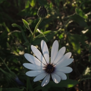 Dimorphotheca ecklonis at Monash, ACT - 4 Mar 2021 07:54 PM