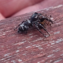 Sandalodes superbus (Ludicra Jumping Spider) at Budawang, NSW - 8 May 2021 by LyndalT