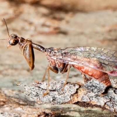 Mantispidae (family) (Unidentified mantisfly) at Forde, ACT - 7 May 2021 by Roger