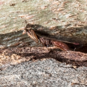 Mantispidae (family) at Forde, ACT - 7 May 2021 12:26 PM