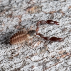 Pseudoscorpiones sp. (order) (False Scorpion, Pseudoscorpion) at Mulligans Flat - 7 May 2021 by Roger
