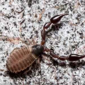 Pseudoscorpiones (order) at Forde, ACT - 7 May 2021