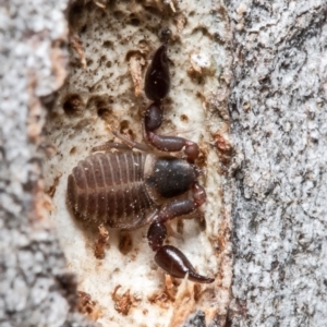 Pseudoscorpiones (order) at Forde, ACT - 7 May 2021