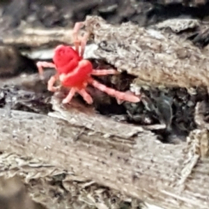 Trombidiidae (family) at Cotter River, ACT - 9 May 2021 12:05 PM