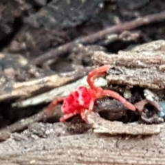 Trombidiidae (family) at Cotter River, ACT - 9 May 2021