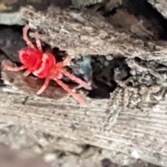 Trombidiidae (family) at Cotter River, ACT - 9 May 2021 12:05 PM