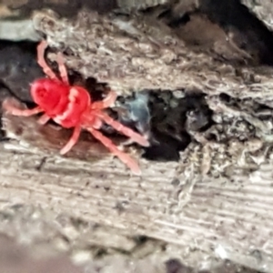 Trombidiidae (family) at Cotter River, ACT - 9 May 2021