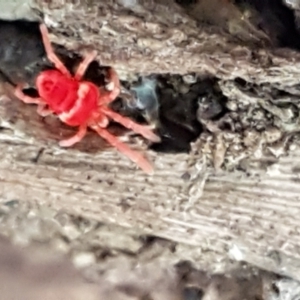 Trombidiidae (family) at Cotter River, ACT - 9 May 2021