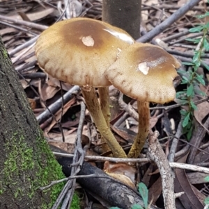 Armillaria sp. at Cotter River, ACT - 9 May 2021 12:03 PM