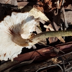 Armillaria sp. at Cotter River, ACT - 9 May 2021