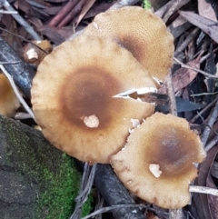 Armillaria sp. at Cotter River, ACT - 9 May 2021 12:03 PM