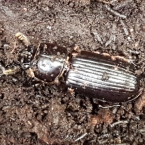 Aulacocyclus edentulus at Cotter River, ACT - 9 May 2021 12:01 PM