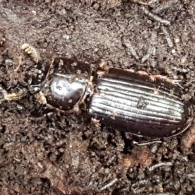 Aulacocyclus edentulus (Passalid beetle) at Cotter River, ACT - 9 May 2021 by trevorpreston