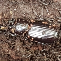 Aulacocyclus edentulus at Cotter River, ACT - 9 May 2021 12:01 PM