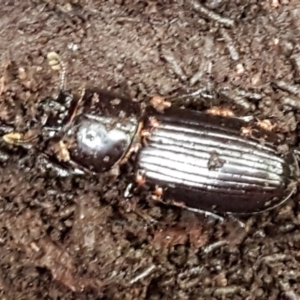 Aulacocyclus edentulus at Cotter River, ACT - 9 May 2021