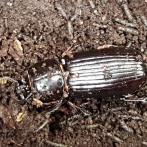 Aulacocyclus edentulus at Cotter River, ACT - 9 May 2021