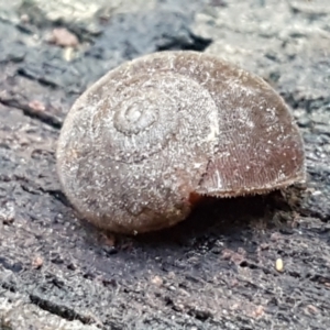 Austrochloritis (Genus) at Cotter River, ACT - 9 May 2021