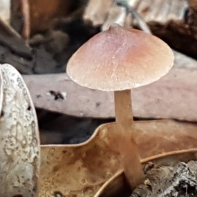 Unidentified Cap on a stem; gills below cap [mushrooms or mushroom-like] at Cotter River, ACT - 9 May 2021 by tpreston