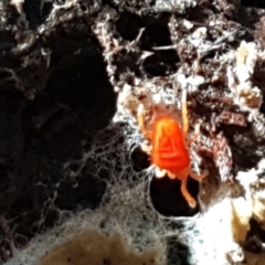 Trombidiidae (family) (Red velvet mite) at Cotter River, ACT - 9 May 2021 by tpreston