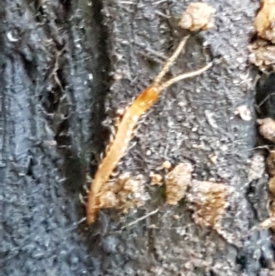 Geophilomorpha sp. (order) (Earth or soil centipede) at Lower Cotter Catchment - 9 May 2021 by trevorpreston