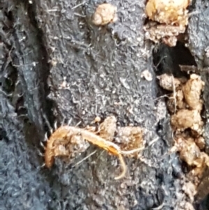 Geophilomorpha sp. (order) at Cotter River, ACT - 9 May 2021 11:51 AM