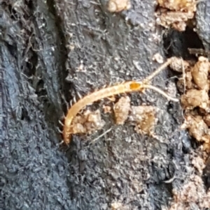 Geophilomorpha sp. (order) at Cotter River, ACT - 9 May 2021 11:51 AM