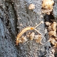 Geophilomorpha sp. (order) at Cotter River, ACT - 9 May 2021 11:51 AM