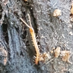 Geophilomorpha sp. (order) at Cotter River, ACT - 9 May 2021 11:51 AM