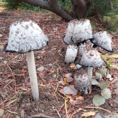 Coprinus comatus (Shaggy Ink Cap) at Higgins, ACT - 8 May 2021 by wombey