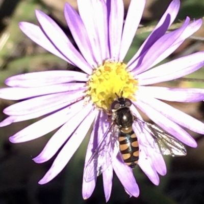 Melangyna viridiceps (Hover fly) at Forbes Creek, NSW - 9 May 2021 by YellowButton