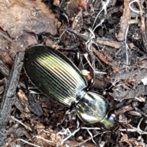 Notonomus opulentus at Cotter River, ACT - 9 May 2021