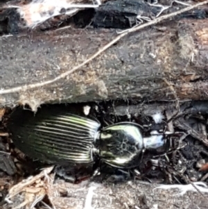 Notonomus opulentus at Cotter River, ACT - 9 May 2021