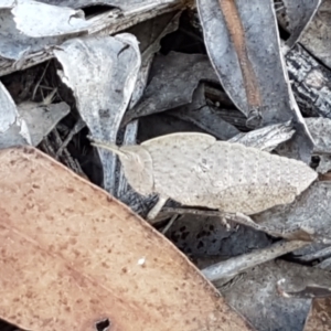 Goniaea sp. (genus) at Cotter River, ACT - 9 May 2021