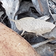 Goniaea sp. (genus) at Cotter River, ACT - 9 May 2021